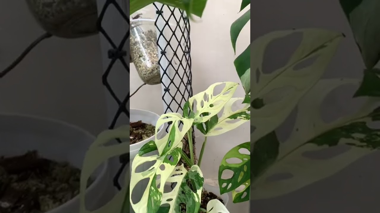 is anyone else obsessed with the Monstera Adansonii Variegata? 