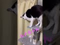 我が家の保護猫ルナちゃん💕もうすぐ5歳に #cat #shorts #保護猫