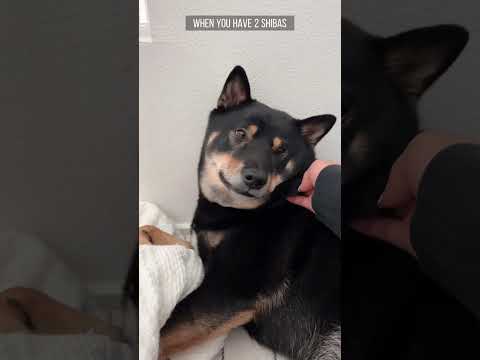 Video: Fakta om Shiba Inu hunde og hvalpe