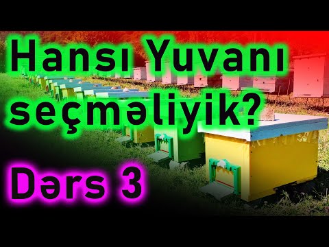 Video: Arı yuvasından necə qurtulmaq olar