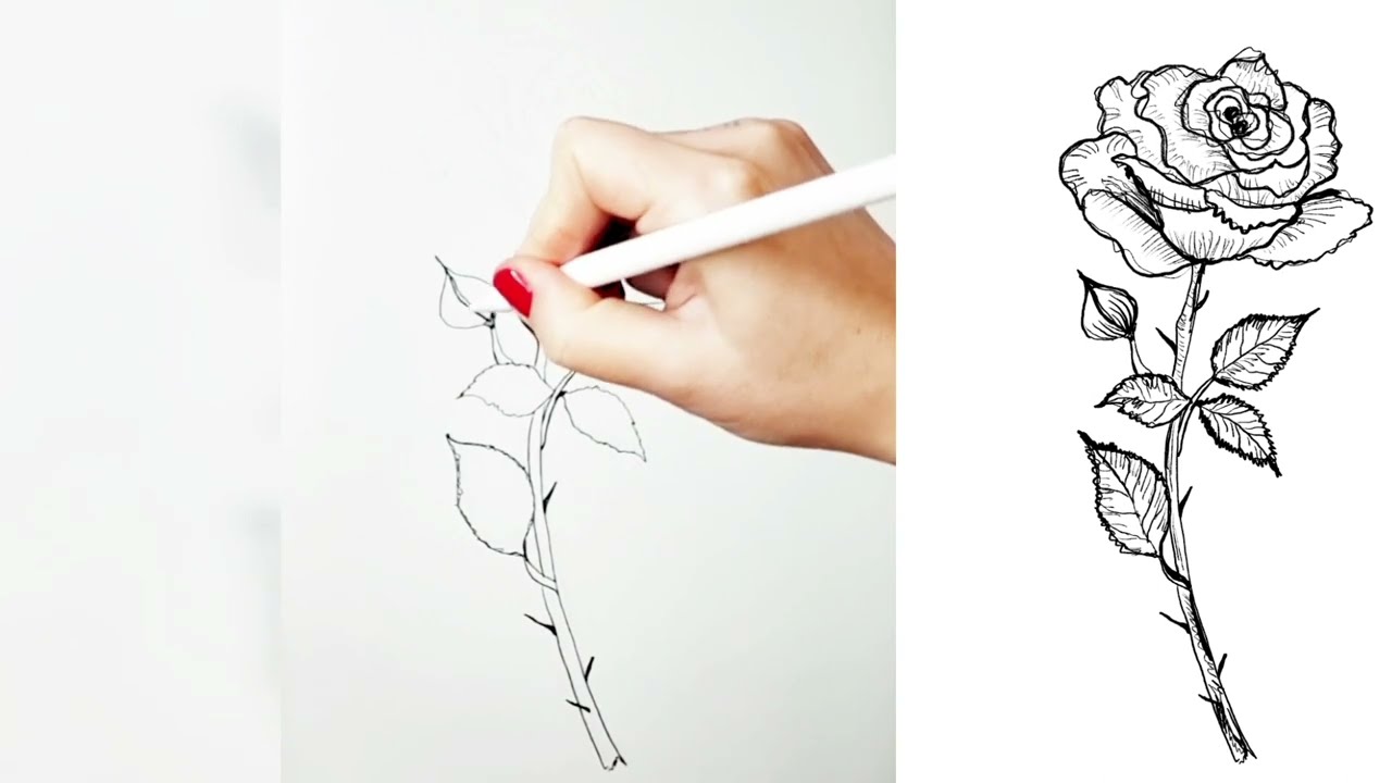 How To Draw A Rose. The Ultimate Guide And 27 Beautiful Rose Drawing Ideas  - Full Bloom Club