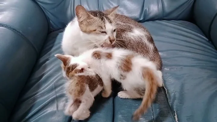 Watch the video about Funny animal videos 2022 🤣😺 - funniest cat 😂 - funny cat videos #15