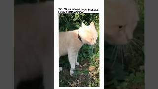 Funnyvideo#funnycats #funnypets #funnyanimals