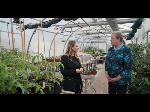 Video: Piparzāles augu audzēšana - uzziniet, kā audzēt piparzāles dārzos