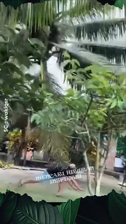 Almost hit by a coconut tree #shorts #fruit #coconut