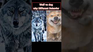 Dogs and Wolves: Same Species, Different Lives || Today Animal Dairy || #wildanimals Profile