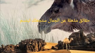 أهم 5 حقائق مثيرة للاهتمام حول الجمل لم تكن تعرفها