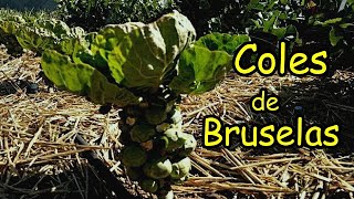 Cosechando  COLES de BRUSELAS | Características del Cultivo