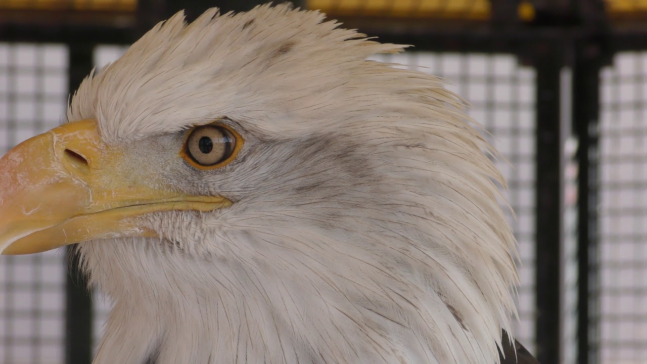 Bald eagle (ADVENTURE WORLD, Wakayama, Japan) December 25, 2018
