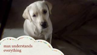 Whoever Thinks Dogs Dont Understand Human Language Should Watch This | Labrador Talking With Human |