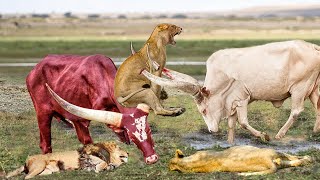 When Buffalo Fight Back Lion Buffalo Make Lion Become Jokes  Buffalo Lion Cheetah Hyena Fight