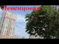 Левенцовка! Снова цветут каштаны... Ростов-на-Дону/ Chestnuts are blooming again... Rostov-on-Don