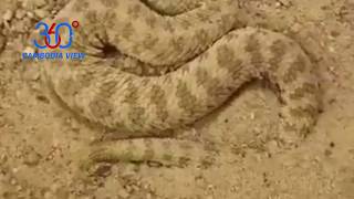 Most Amazing Snake Attacks - King Cobra attacks Python | Python attacks King Cobra