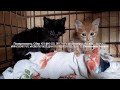 Где и как живут котята Как согреть котенка | How to warm a kitten, shelter for animals
