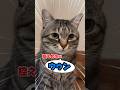 保護猫「うぅん」返事控えめで可愛いすぎた ピノ#猫 #保護猫 #ピノ