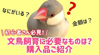 【初めての文鳥飼育に必要なものリスト】初心者さん向け、お迎え時に準備した購入品をご紹介　文鳥よもぎ　癒し動物　面白い動物