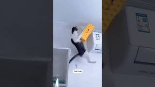 #funny #cat #fails 😅 #funnyshorts #funnycat #catvideos #catshorts #funnyanimal
