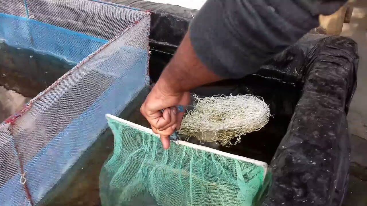 Platy Fish Baby / Platy Fish Fry Care YouTube