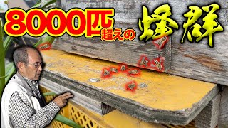 遂に8000匹超えの蜂の群れが