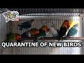 NEW BIRD QUARANTINE - HOW TO QUARANTINE NEW BIRDS - (Tagalog English Sub)