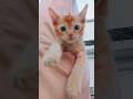 Just a little baby   bruno official ltd  catlover sweet cover gingercat song baby