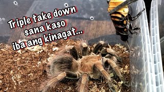 Addicted to that rush tarantula feeding - palipas oras lang