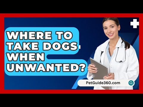 Where To Take Dogs When Unwanted? 