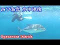 【水中映像】シュノーケリングしてたら大型魚に遭遇(小笠原諸島 母島)四ツ海岸編