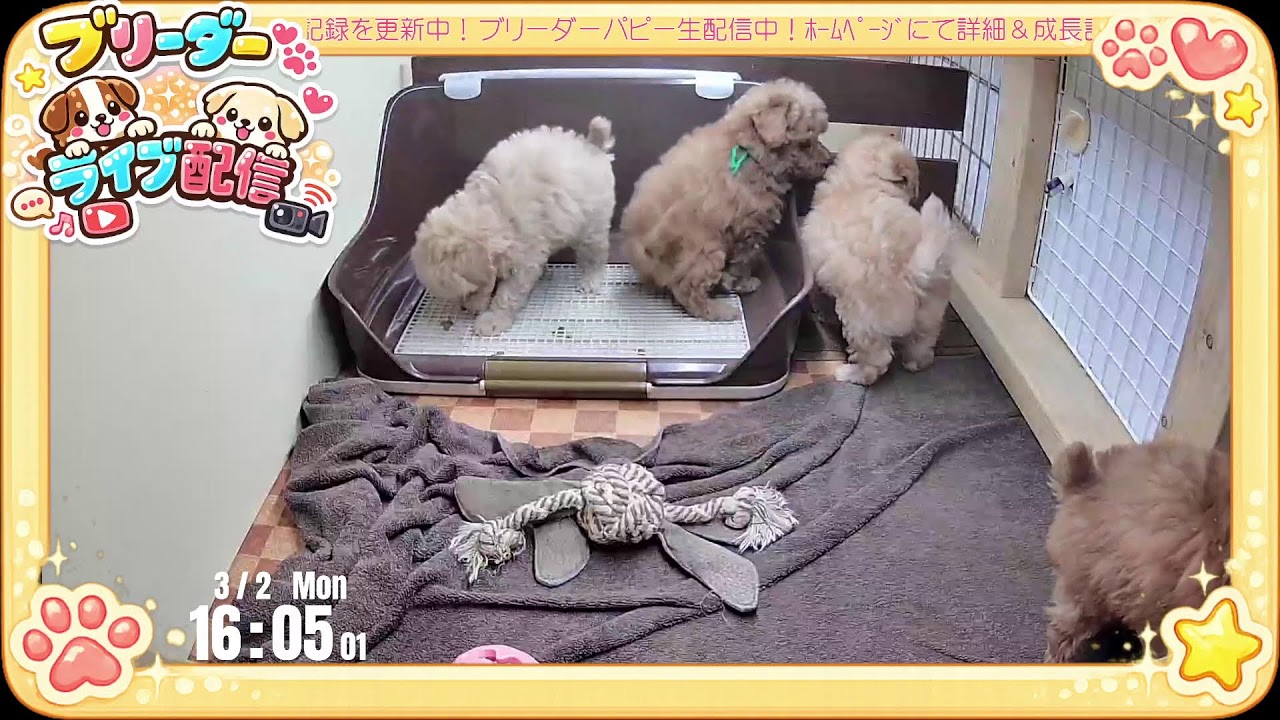 【成長 生配信】トイプードル 子犬 50日齢 【2026/3/2】