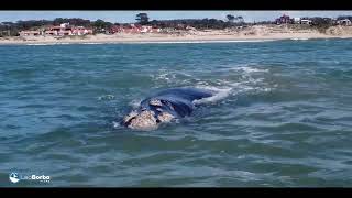Playa La Aguada La Paloma 5 de Octubre by Fauna Marina Uruguay 1,014 views 1 year ago 1 minute, 14 seconds