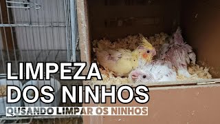 Quando Limpar os Ninhos das Calopsitas by Berçário das Aves 741 views 2 months ago 7 minutes, 10 seconds