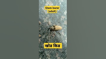 stemborer/ gridler in orchards / खोड कीड insects short ento