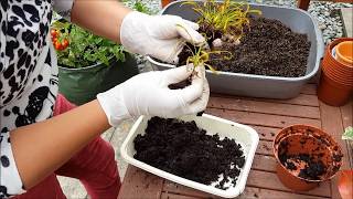 Propagating Cape Sundew Drosera Capensis Carnivorous Plant
