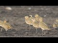 siewka złotawa (Pluvialis fulva), Pacyfic Golden Plover