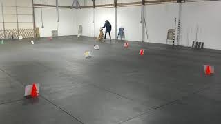 AKC Virtual Rally INTERMEDIATE COURSE#1