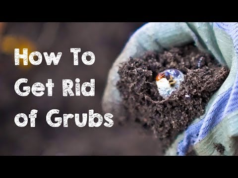 วีดีโอ: ข้อมูล Witchetty Grub - Do Witchetty Grubs เป็นอันตรายต่อพืชในสวน