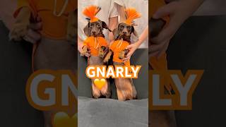 Dancing Dachshunds Are Gnarly minidachshund dance dachshund cute cutedog funnydog sausagedog