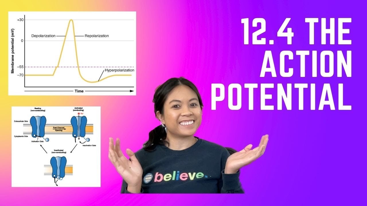 OpenStax Anatomy and Physiology: 12.4 The Action Potential - YouTube
