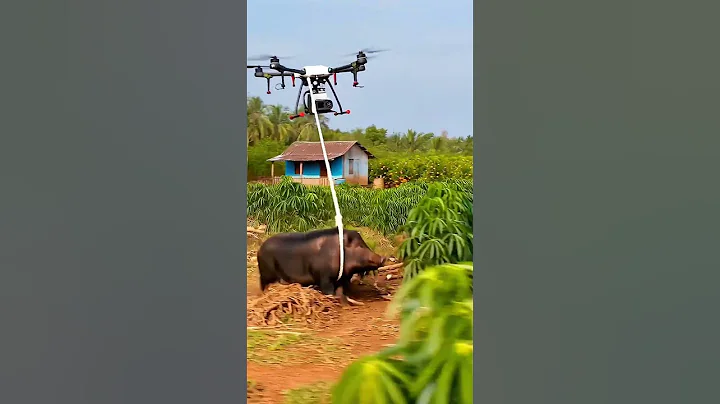 Drone Captures Wild Boar Sneaking Into the Farm!