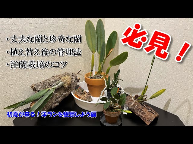 洋ラン】自宅にある蘭紹介&この時期に絶対に押さえておきたい洋ラン