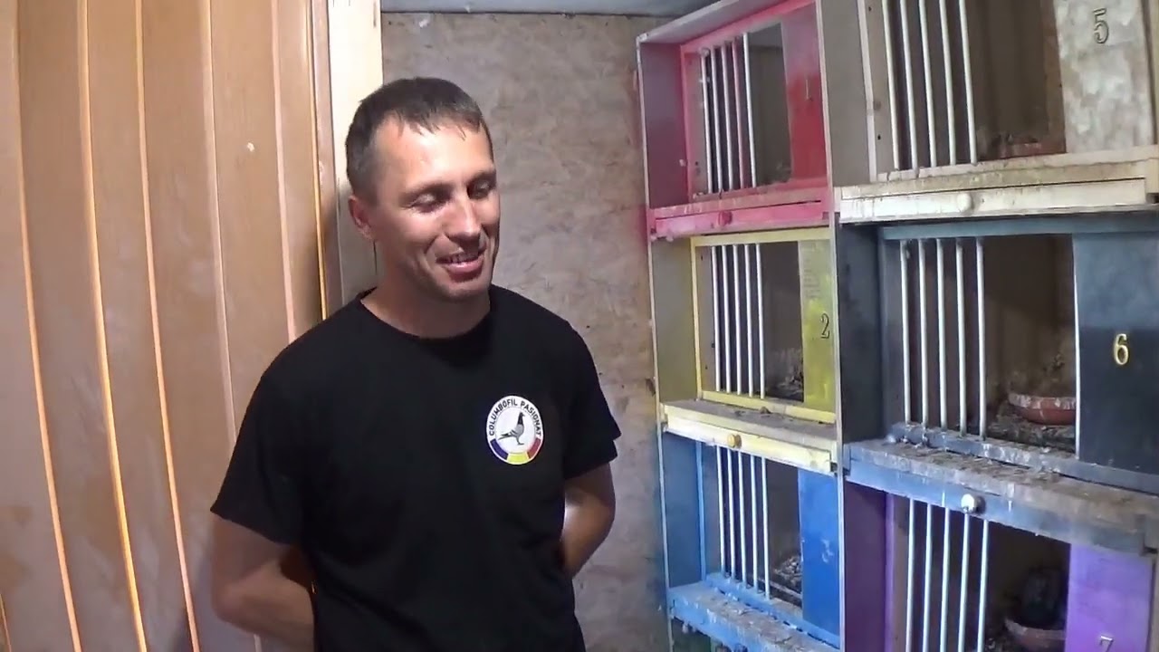Columbofil dl Zibilianu Catalin Prahova Romania porumbei reproductie 5 iunie 2022