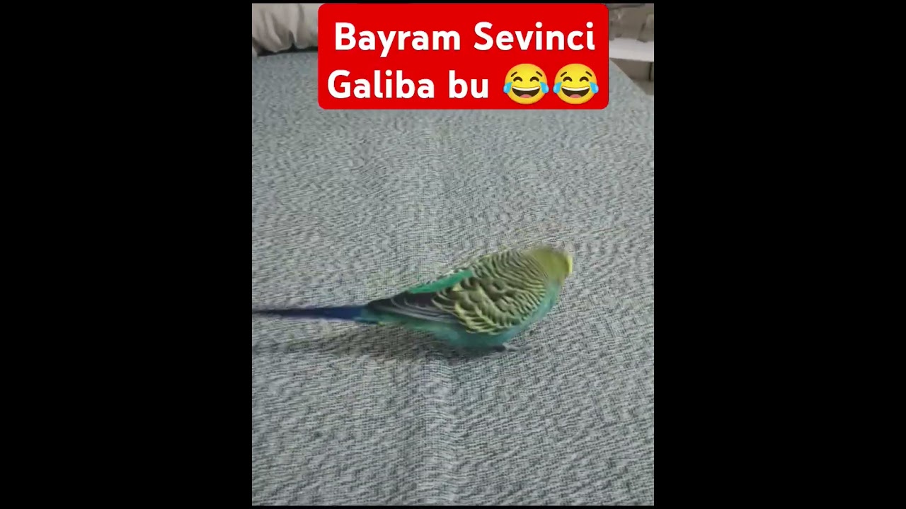 Bayram Şekerim 😂 #muhabbetkuşufıstık #muhabbetkuşu #muhabbetkuslari #birds #parrot #kuslar #budgies
