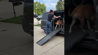 Ride In Style With The Petstep Dog Ramp