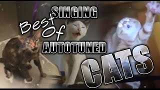 Autotuned Cats
