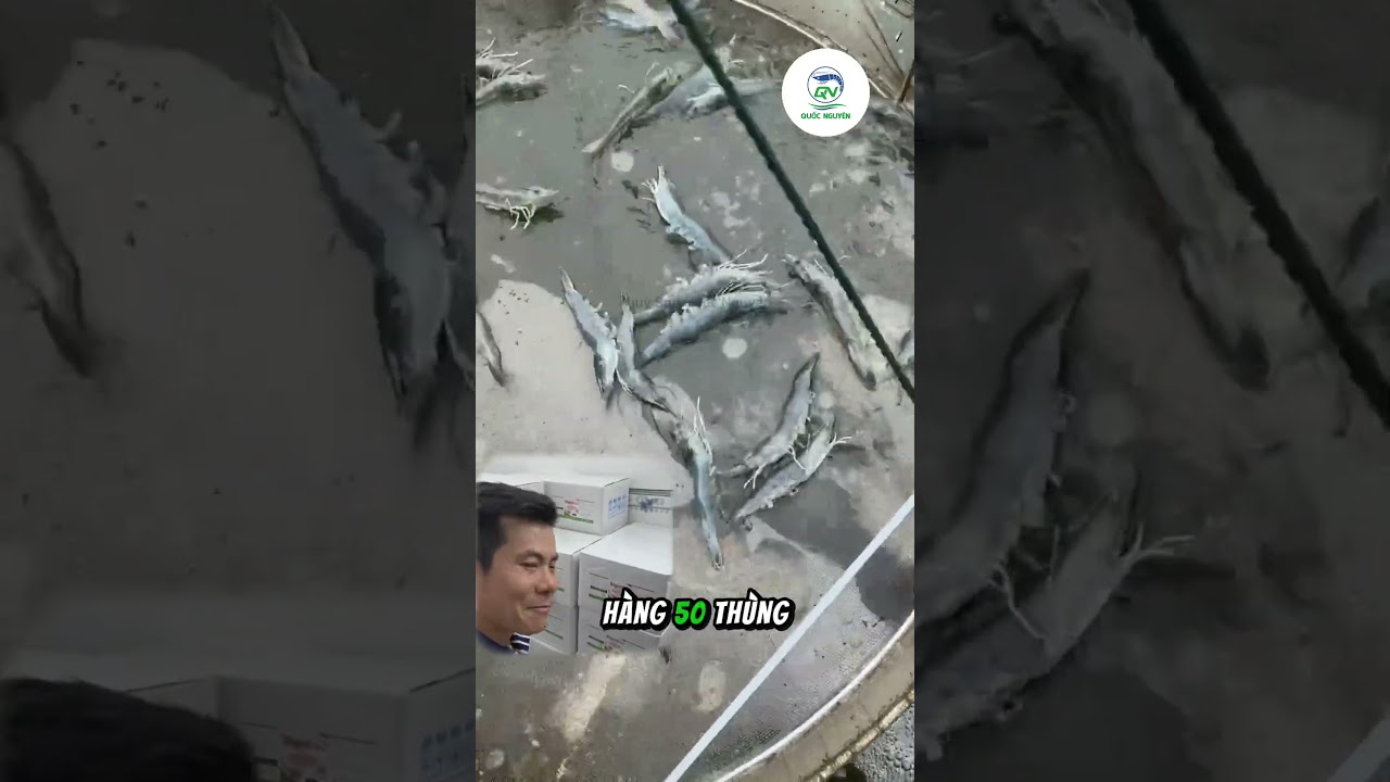 Digest One Cao Tỏi Đen: Hỗ Trợ Tiêu Hóa, Ruột Ổn, Phân Đẹp Khi Mưa Lạnh Thất Thường