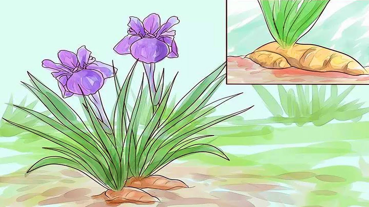 How to Grow Iris