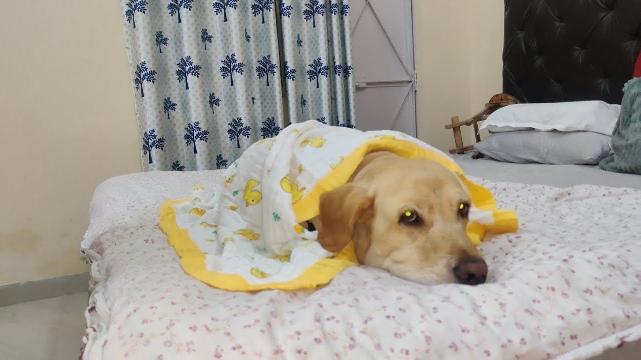 Romeo ka naya blaket | VLOG # 213 | Romeo Labrador | Life with Romeo Labrador