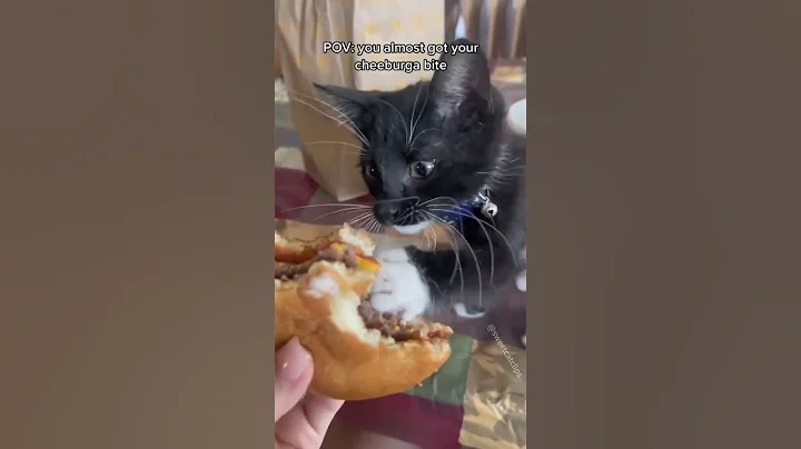 Video 6554681: cat funnycats pets meows, funnycats catmeow pets, cat pets meow funny