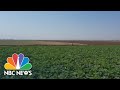 Farmers In Battleground Arizona Speak Out On Presidential Race | NBC Nightly News