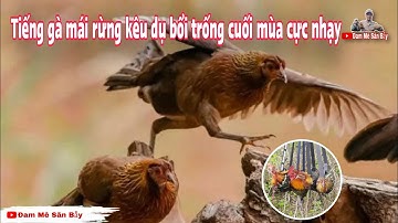 Tiếng gà mái rừng kêu và cục tác kích dụ bổi trống cuối mùa cực nhạy @dammesanbay